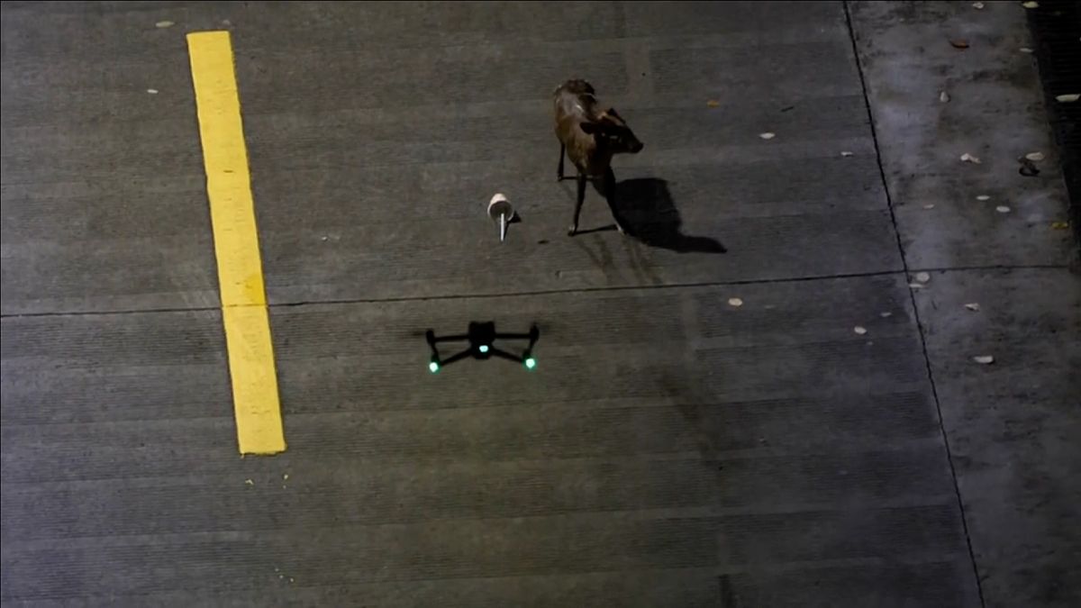 Jelínka zachránil před agresivními psy dron